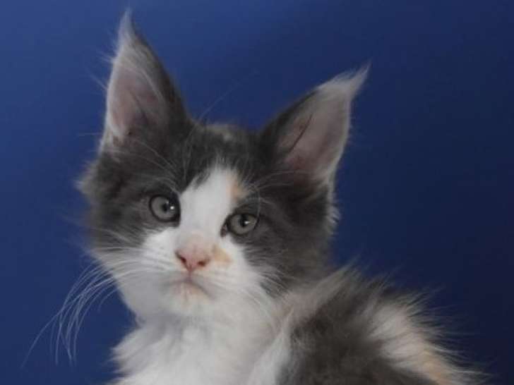 Chaton Maine Coon LOOF à vendre