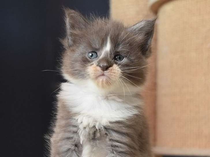 Chaton Maine Coon LOOF à vendre