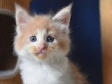Chaton Maine Coon LOOF à vendre