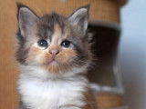 Chaton Maine Coon LOOF à vendre