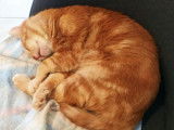 Urgent, beau chat roux à adopter