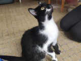 À adopter : chatte noir et blanc