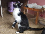 À adopter : chatte noir et blanc