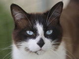 Chatte Sacré de Birmanie en attente d'adoption
