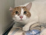 À adopter, chat roux et blanc