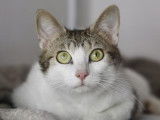 Disponible à l'adoption, chaton mâle de 8 mois