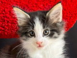 Très jolis chatons Norvégiens disponibles pour réservation