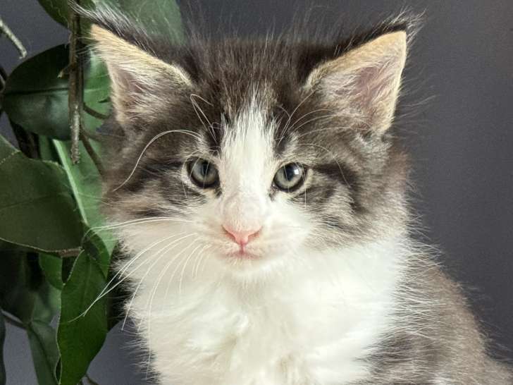 Très jolis chatons Norvégiens disponibles pour réservation