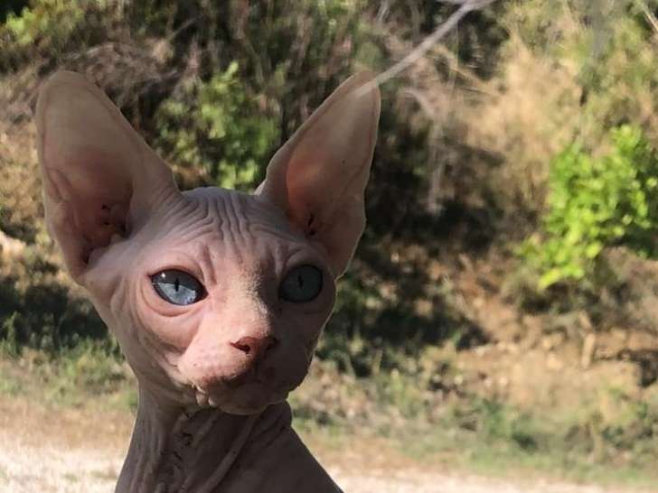 Chatons Elf-Cat à vendre
