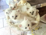 Chatons Sacré de Birmanie LOOF à vendre