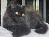 Chatons British Longhair LOOF à vendre