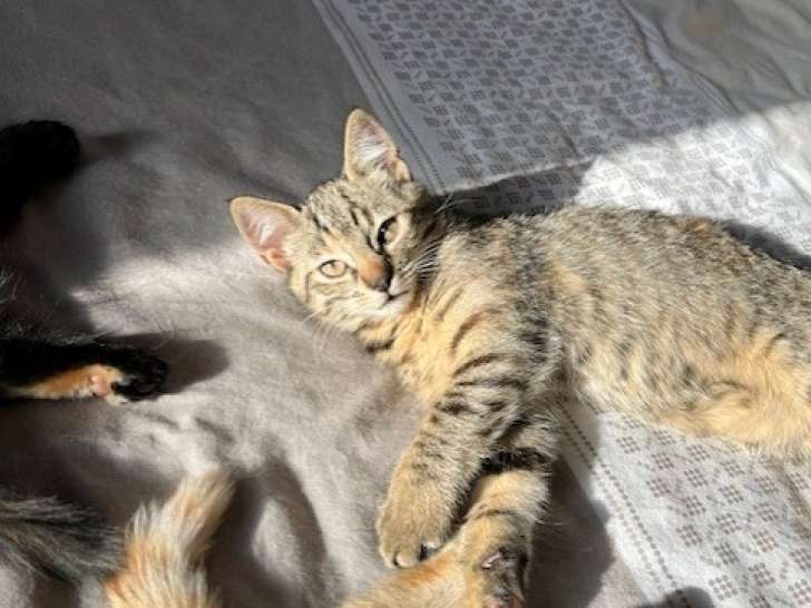 chat femelle tigrée