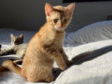 chat roux mâle pipelette !