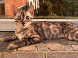 Magnifique chaton Bengal snow mink à vendre