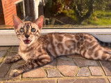 Magnifique chaton Bengal snow mink à vendre