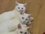 Chatons British Shorthair blancs à vendre