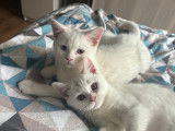 Chatons British Shorthair blancs à vendre