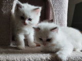 Chatons Ragdoll LOOF à vendre