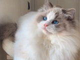 Chatons Ragdoll LOOF à vendre