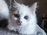 Chatons Ragdoll LOOF à vendre