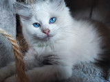 Chatons Ragdoll LOOF à vendre