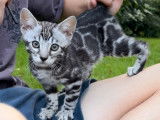 Affectueux Bengal chatons à vendre