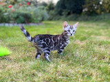 Affectueux Bengal chatons à vendre