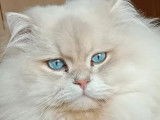 1 Splendide chaton mâle Highland Straight LOOF excellentes origines