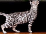 Mâle Bengal silver disponible pour saillie