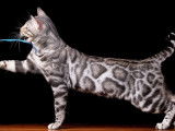 Mâle Bengal silver disponible pour saillie