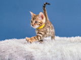 Chaton Bengal de prestige à vendre - Descendants du quadruple champion de France