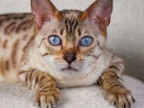 Chaton Bengal de prestige à vendre - Descendants du quadruple champion de France