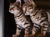 Chaton Bengal de prestige à vendre - Descendants du quadruple champion de France