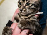 Chaton Bengal de prestige à vendre - Descendants du quadruple champion de France