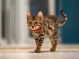 Chaton Bengal de prestige à vendre - Descendants du quadruple champion de France