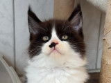 Chatons Maine Coon polydactyle LOOF à vendre