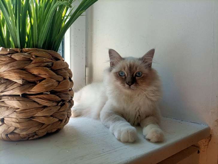 Chatons Sacré de Birmanie LOOF à vendre