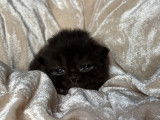 Vador, male black né le 14/08 de Paillette x Kratos