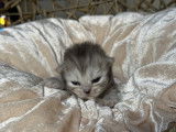 Ylona, femelle silver shaded née le 14/08 de Paillette x Kratos