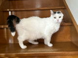 Neige, femelle de 6 ans à adopter