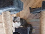 Chaton Exotic Shorthair LOOF à vendre