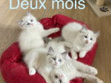 Chaton Ragdoll LOOF à vendre