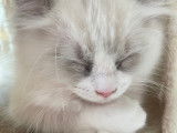Chaton Ragdoll LOOF à vendre