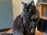 Chaton Maine Coon black smoke LOOF disponible pour saillie