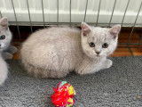 Très beaux chatons British Shorthair bleus à vendre