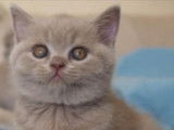 Très beaux chatons British Shorthair bleus à vendre