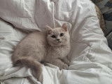 Très beaux chatons British Shorthair bleus à vendre