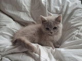 Très beaux chatons British Shorthair bleus à vendre