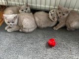 Très beaux chatons British Shorthair bleus à vendre