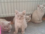 Très beaux chatons British Shorthair bleus à vendre